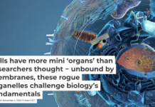 Specialized compartments within cells carry out specific functions. Christoph Burgstedt/Science Photo Library via Getty Images
